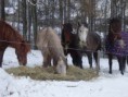 /album/fotogalerie-nasi-kone/p1272786-jpg/